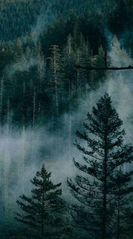 Foggy Forest Wallpaper 4k Iphone Goimages This