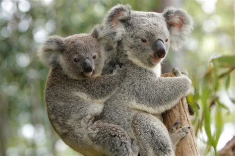 Amazing Koala Endangered Species Koalas Facts Photos
