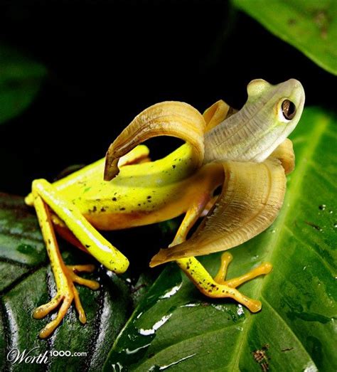 Frog Banana Hybrid The Un Explainable Photoshopped Animals Animal