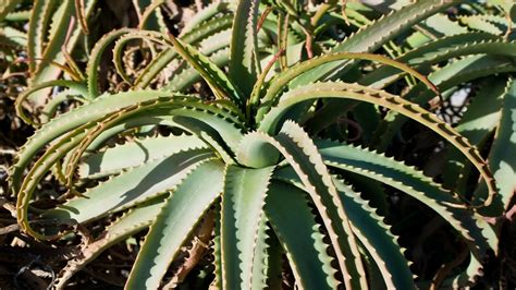 Some seeds take 6 months to a year to germinate. How to grow Aloe from seed - YouTube