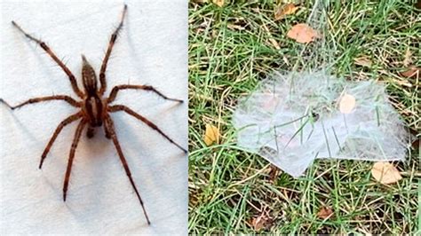 Grass Spiders Booming Across Qca