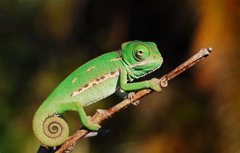 Veiled Chameleon Facts Habitat Diet Baby Pet Care Pictures