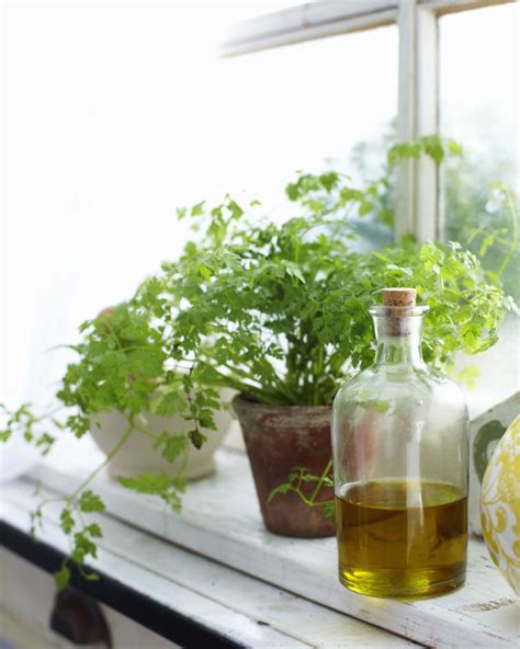 Anyone Can Grow Herbs With This Super Helpful Chart Herbs Indoors