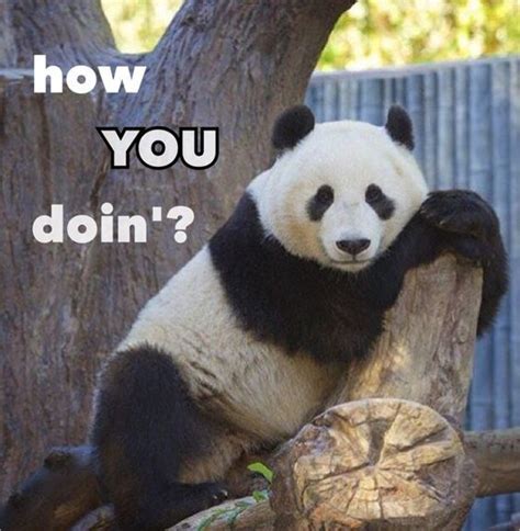 A Panda Bear Sitting On Top Of A Tree Branch With The Caption How Do