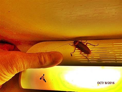 How long can cockroach infestations last? Roach Infestation