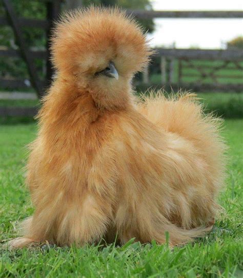 Setoso Huhn Silkie Chickens Beautiful Chickens Chickens For Sale