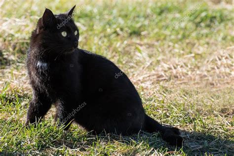 Zwarte Kat Met Gele Ogen ⬇ Stockfoto Rechtenvrije Foto Door © Dovapi