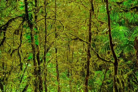 Background Cool Temperate Rainforest Stock Image Image Of Climate