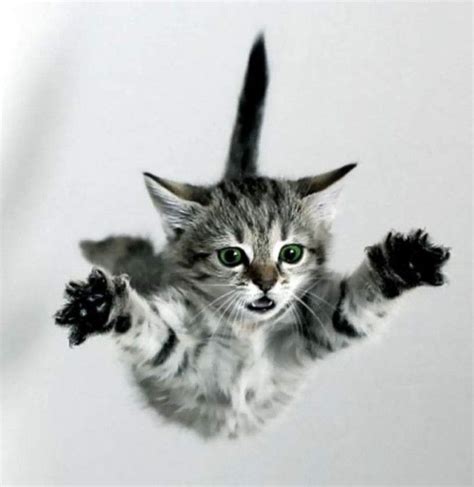 Cat Falling 32 Pictures Kittens Kittens Cutest Pets