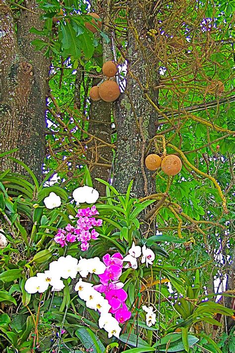Sala Tree And Orchids At Buddhist University In Chiang Mai Thailand