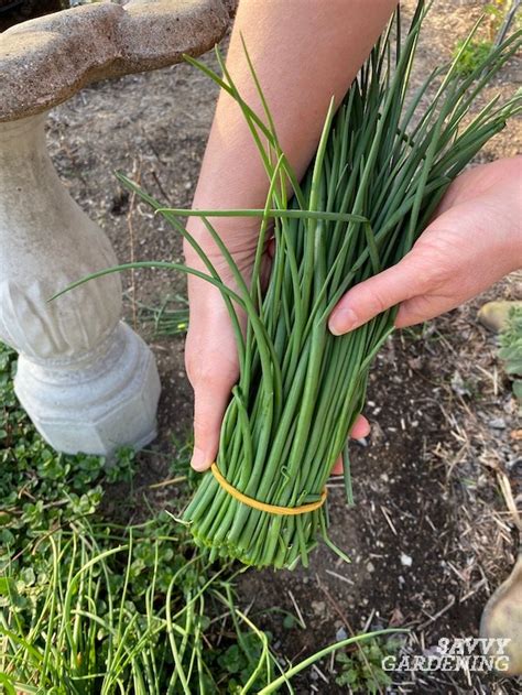 How To Harvest Chives From The Garden Or Container Plantings