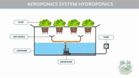 6 Different Types Of Hydroponics And Their Pros And Cons Plants Heaven
