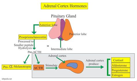 Hormones Of Adrenal Gland Mrnaa
