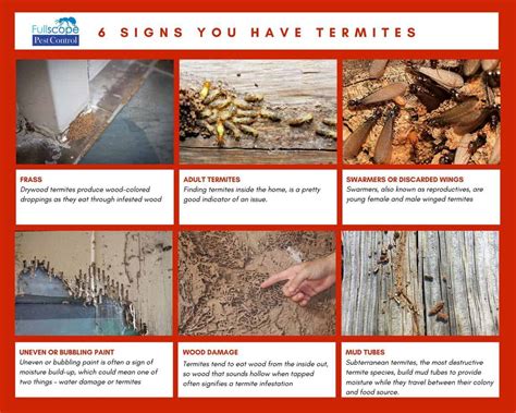 5 Signs Of A Termite Infestation Fullscope Pest Control