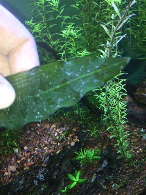 We did not find results for: White fungus on plants | Tropical Aquariums SA