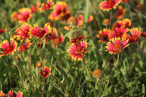 Free Images Nature Meadow Prairie Spring Herb Botany Flora