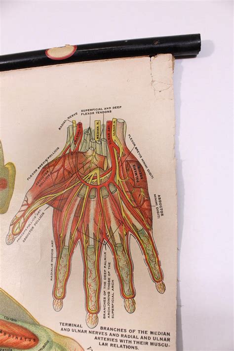 Antique Chart Of The Muscular System By Gustave H Michel For Sale At