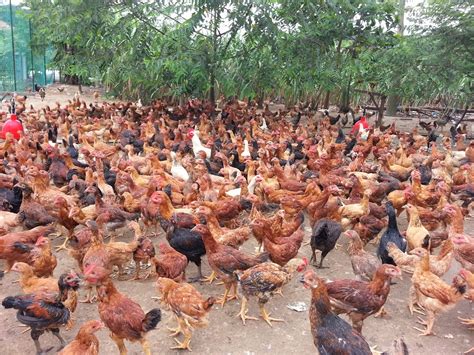    amalan perladangan yang baik kesedaran masyarakat pengguna di dalam dan di luar negara terhadap produk ayam yang bersih, halal, dan selamat dimakan semakin meningkat. Nuralis Agro Farm: Kursus Ternakan