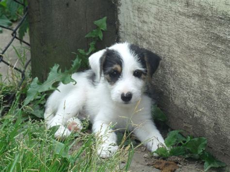 Just fill in the details below! Parson Russell Terrier Info, Temperament, Puppies, Pictures