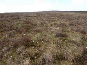 Cotton Grass Moorland On The Se Slope © Peter Aikman Geograph