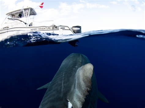 Hawaii Adventure Diving (Haleiwa) - All You Need to Know BEFORE You Go