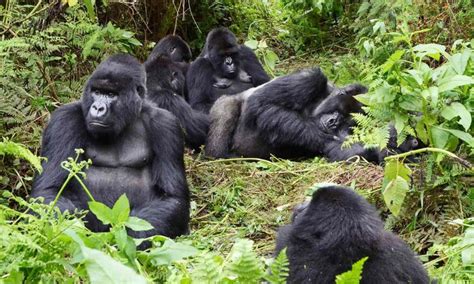 Do Mountain Gorillas Live In Families Africa Adventure Vacations