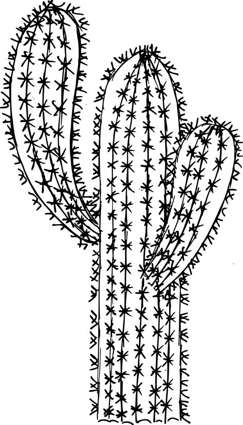 6 Cactus Drawing Vector Eps Svg Png Transparent