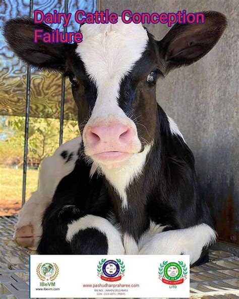 Causes Of Dairy Cattle Conception Failure Pashudhan Praharee