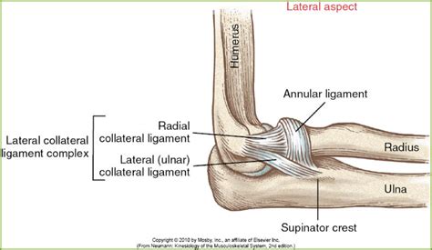 Anatomy Of The Elbow Elbow Anatomy