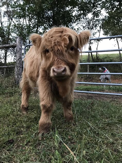 Baby Fuzzy Cow Raww