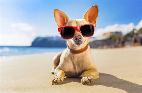 The Best Dog Friendly Beaches | Healthy Paws Pet Insurance