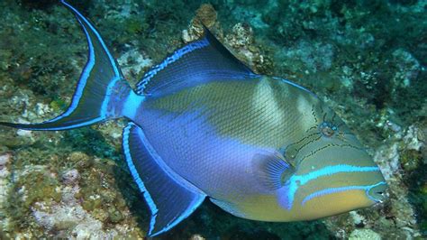 triggerfish ocean sea tropical underwater tfish fish wallpapers hd desktop  mobile