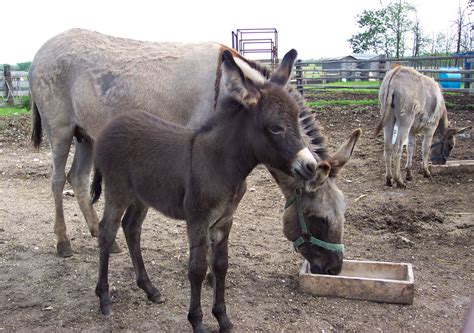 Donkeys Mare And Baby Free Stock Photo Public Domain Pictures
