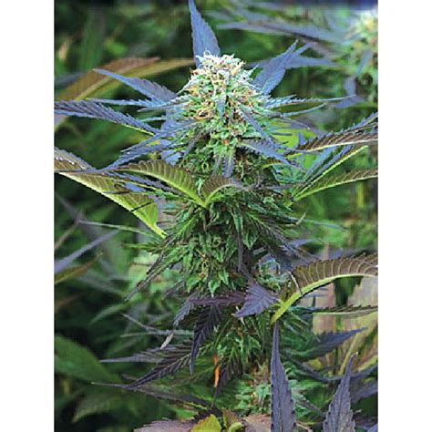 Royal Purple Kush Seeds From Emerald Triangle Seeds Are High Quality