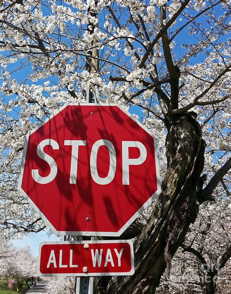 Stop Cherry Blossoms Ahead Photograph By Emmy Vickers Fine Art America