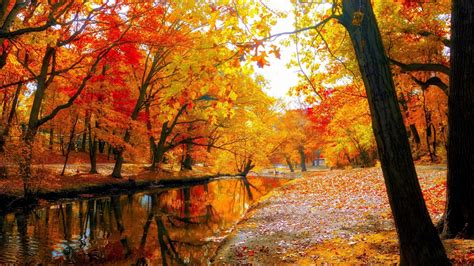 River With Reflection Of Red Yellow Autumn Leafed Trees In Forest Under