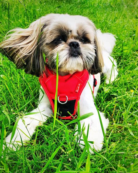 15 Facts About Raising And Training Shih Tzu Dogs Page 3 Of 5 Pettime