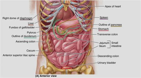 Major Organs In The Abdominal Cavity Elegant Of Human Abdominal Cavity Anatomy Internal Organs