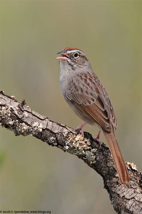 Rufous Crowned Sparrow 7