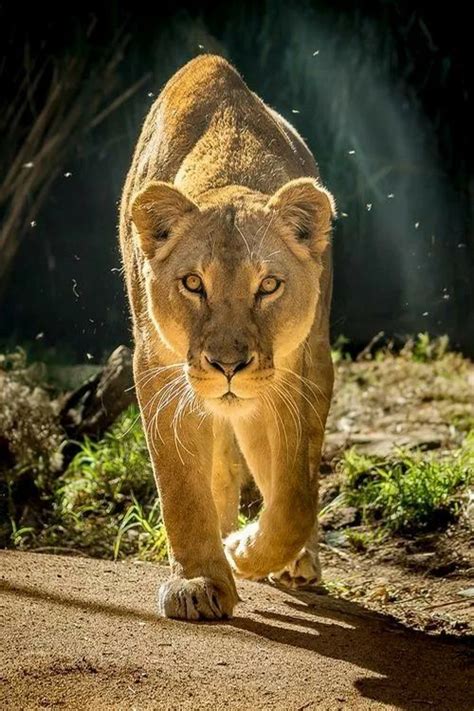 Lioness Female Lion Big Cats Animals Beautiful