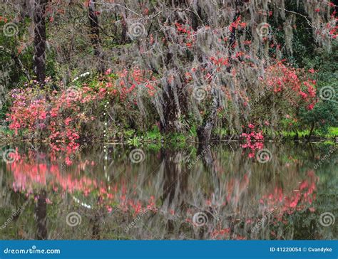 Spring Garden Charleston South Carolina Sc Stock Photo Image Of Pond