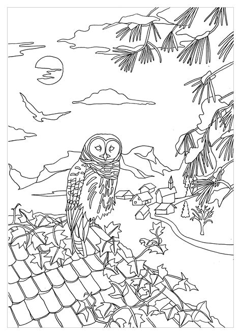 Owl On A Roof Owls Adult Coloring Pages