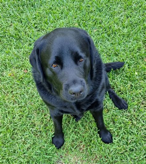 Hunter's Doggy Daycare: Your Pet's Haven for Tail-Wagging Fun and Care