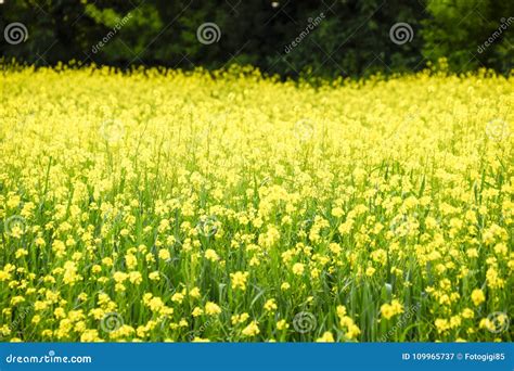 Rapeseed Field Yellow Flowers Field Landscape Stock Image Image Of