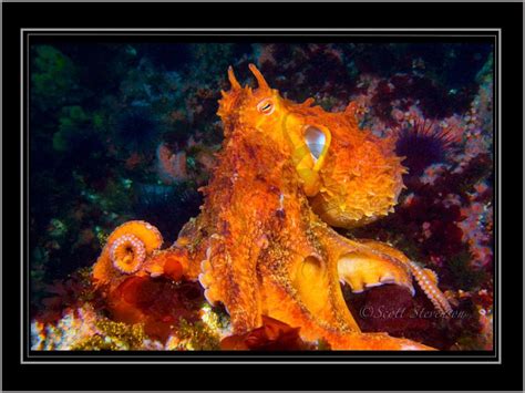 Underwater Photography Of Pacific Northwest Marine Life Underwater