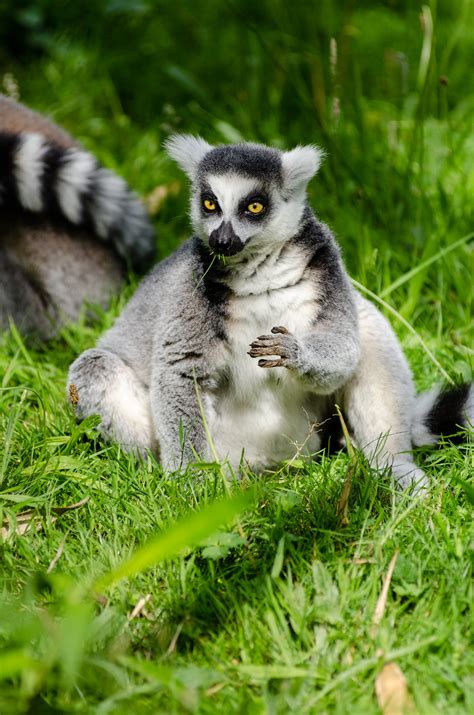 Ring Tailed Lemur Flickr Photo Sharing