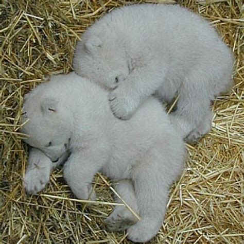 Polar Bear Cuddling Baby Polar Bears Cute Baby Animals Cute Animals