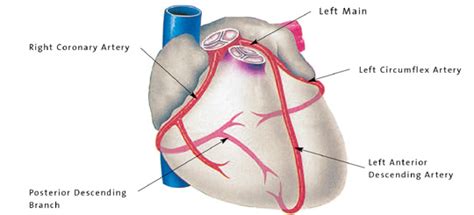 Learn anatomy faster and remember everything you learn. What are the three major coronary arteries called? | Socratic