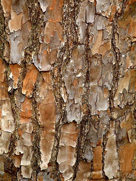 Slash Pine Bark Detail A Photo On Flickriver