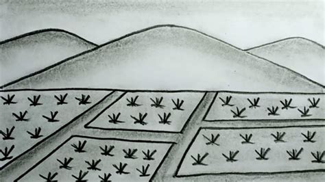 How To Draw Rice Field Landscape With Pencil For Beginners Drawing